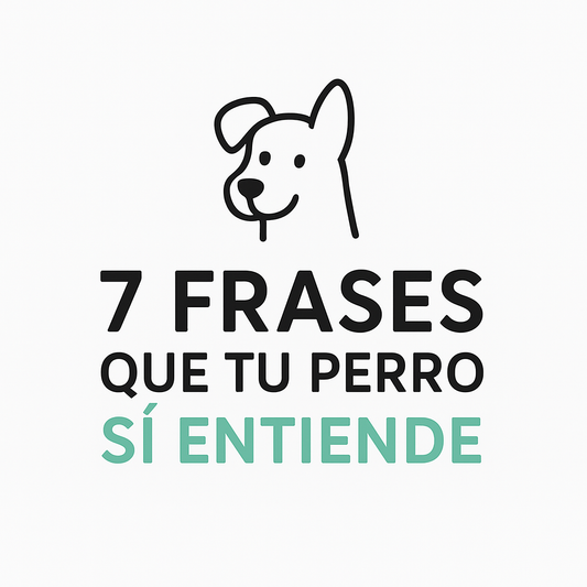 OB3: 7 Frases Que Tu Perro Sí Entiende